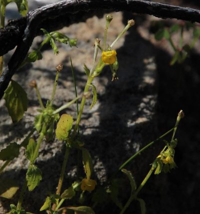 Hemimeris sabulosa, photographed by Tony Rebelo