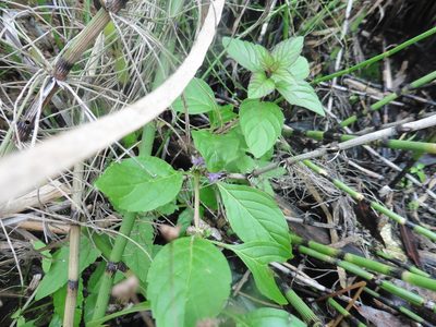 Mentha arvensis, photographed by Силаева Татьяна Борисовна