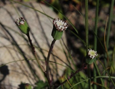 Senecio tuberosus, photographed by Tony Rebelo