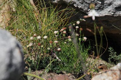 Senecio tuberosus, photographed by Tony Rebelo