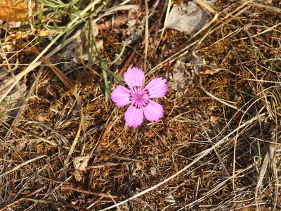 Dianthus chinensis, photographed by Ксения Волянская