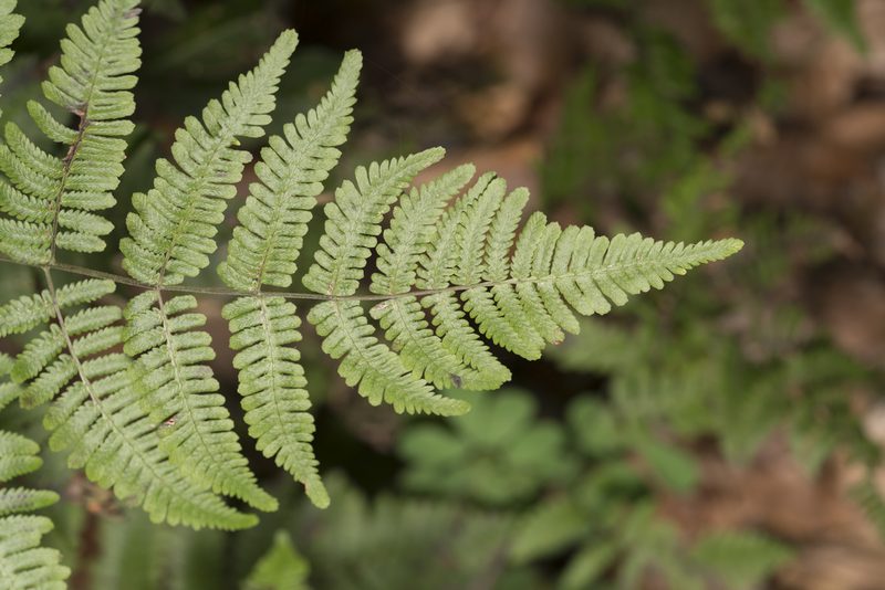 Gymnocarpium robertianum, photographed by Eleftherios Katsillis
