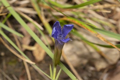 Gentianopsis ciliata, photographed by Eleftherios Katsillis
