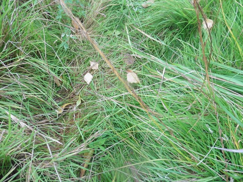Triglochin palustris, photographed by Силаева Татьяна Борисовна