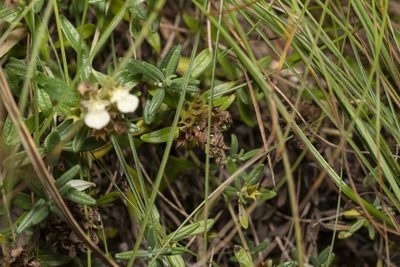 Teucrium montanum, photographed by Eleftherios Katsillis