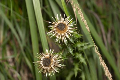 Carlina vulgaris, photographed by Eleftherios Katsillis