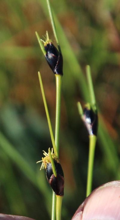 Ficinia levynsiae, photographed by Tony Rebelo