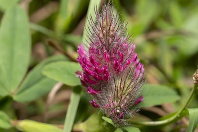 Trifolium rubens, photographed by Eleftherios Katsillis