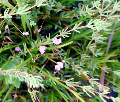 Indigofera filicaulis, photographed by Charles Stirton