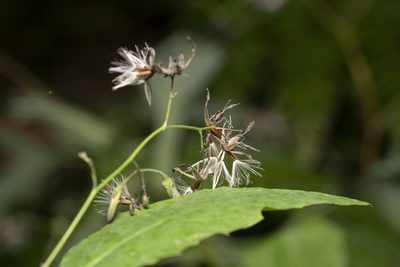 Prenanthes purpurea, photographed by Eleftherios Katsillis