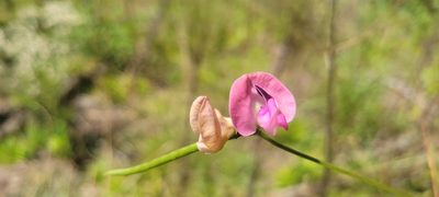 Strophostyles umbellata, photographed by kcthetc1