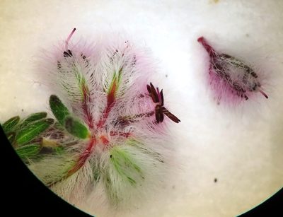 Erica pilosiflora, photographed by linkie