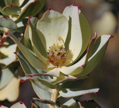Leucadendron roodii, photographed by Tony Rebelo