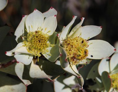 Leucadendron roodii, photographed by Tony Rebelo