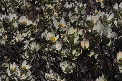 Leucadendron roodii, photographed by Tony Rebelo