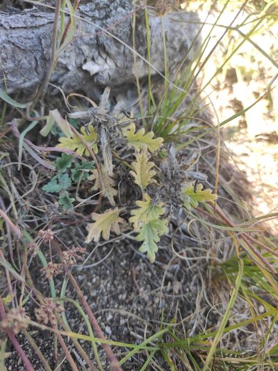 Dracocephalum pinnatum, photographed by Юлия