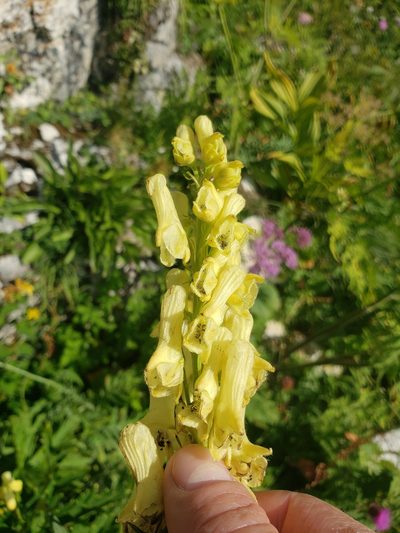 Aconitum lamarckii, photographed by Shaan Aroeste