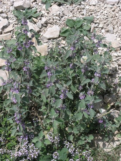 Marrubium plumosum, photographed by Oleg Kosterin