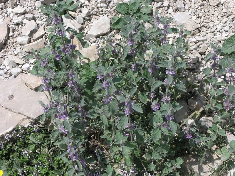 Marrubium plumosum, photographed by Oleg Kosterin