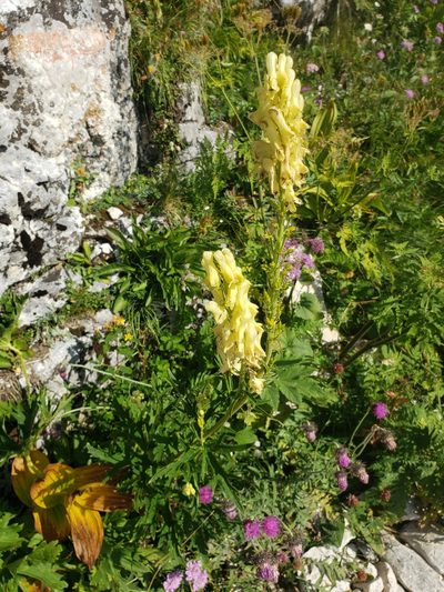 Aconitum lamarckii