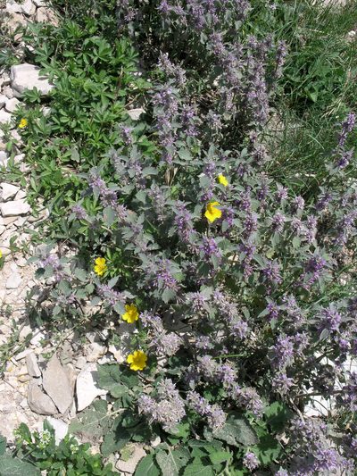 Marrubium plumosum, photographed by Oleg Kosterin