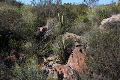 Watsonia vanderspuyae, photographed by Tony Rebelo