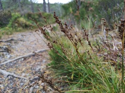 Juncus squarrosus, photographed by Jens-Christian Svenning