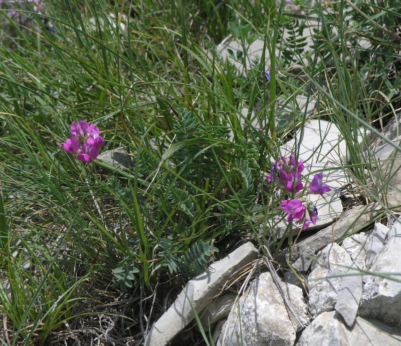 Oxytropis lapponica, photographed by Oleg Kosterin