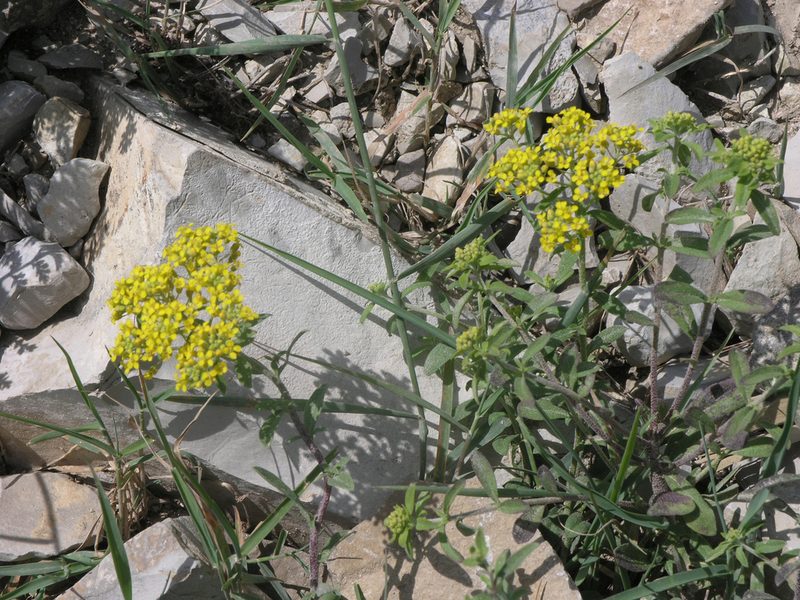 Odontarrhena muralis, photographed by Oleg Kosterin