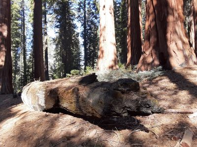 Sequoiadendron giganteum, photographed by Jeff Lahr