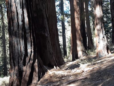 Sequoiadendron giganteum, photographed by Jeff Lahr