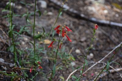 Penstemon rostriflorus, photographed by Zac Peterson