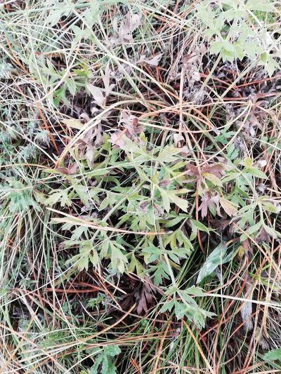 Pimpinella tragium, photographed by Татьяна Максимова