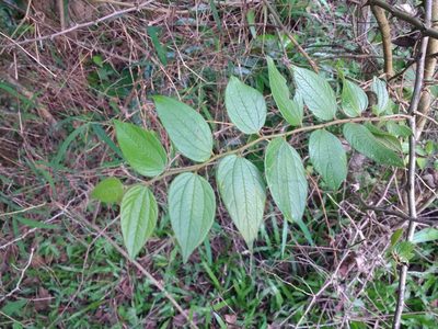 Ziziphus oenopolia, photographed by S.MORE