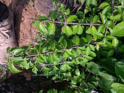 Canthium coromandelicum, photographed by S.MORE