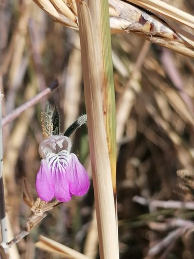 Pogonospermum divaricatum, photographed by flamelily