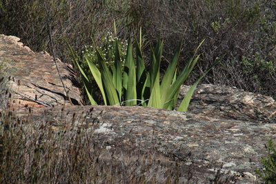 Watsonia vanderspuyae, photographed by Tony Rebelo