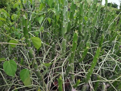 Euphorbia caducifolia, photographed by S.MORE