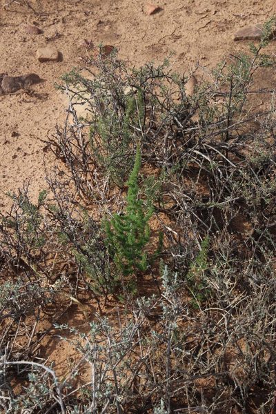 Asparagus acocksii, photographed by Tony Rebelo
