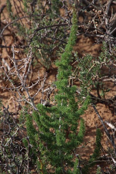 Asparagus acocksii, photographed by Tony Rebelo