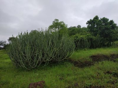 Euphorbia caducifolia, photographed by S.MORE