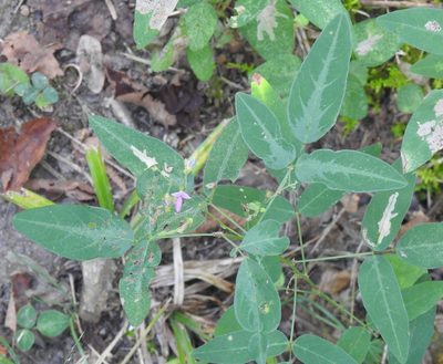 Desmodium paniculatum, photographed by saltyhiker