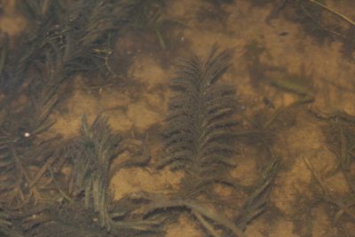 Potamogeton robbinsii, photographed by Quinten Wiegersma