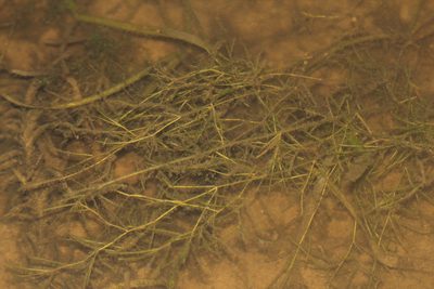 Potamogeton berchtoldii, photographed by Quinten Wiegersma
