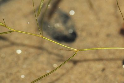 Potamogeton berchtoldii, photographed by Quinten Wiegersma