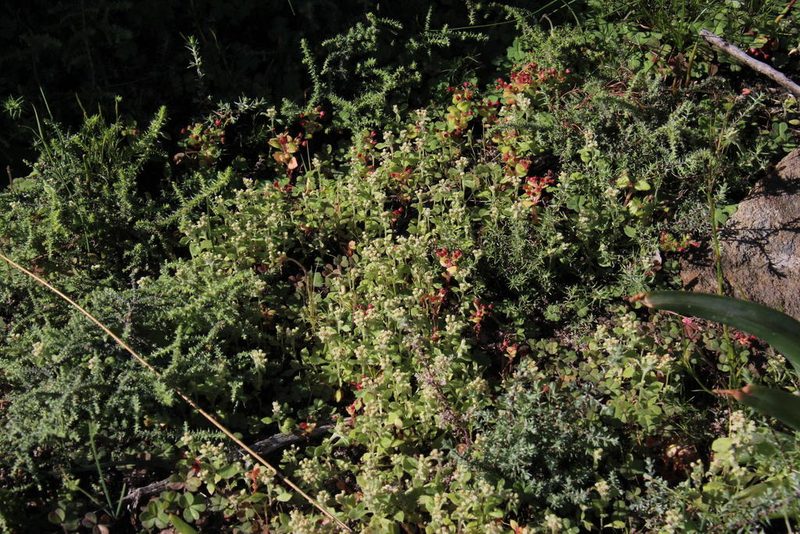 Troglophyton parvulum, photographed by Tony Rebelo