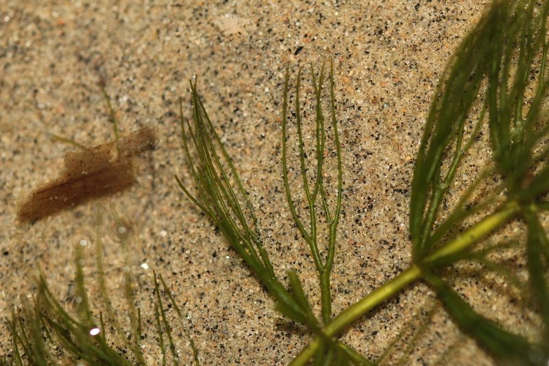 Ceratophyllum echinatum, photographed by Quinten Wiegersma