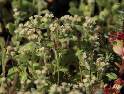 Troglophyton parvulum, photographed by Tony Rebelo