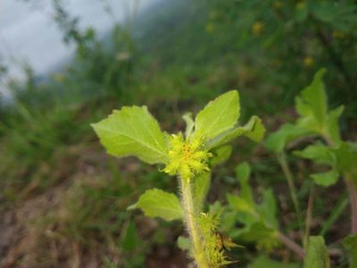 Acanthospermum hispidum, photographed by S.MORE