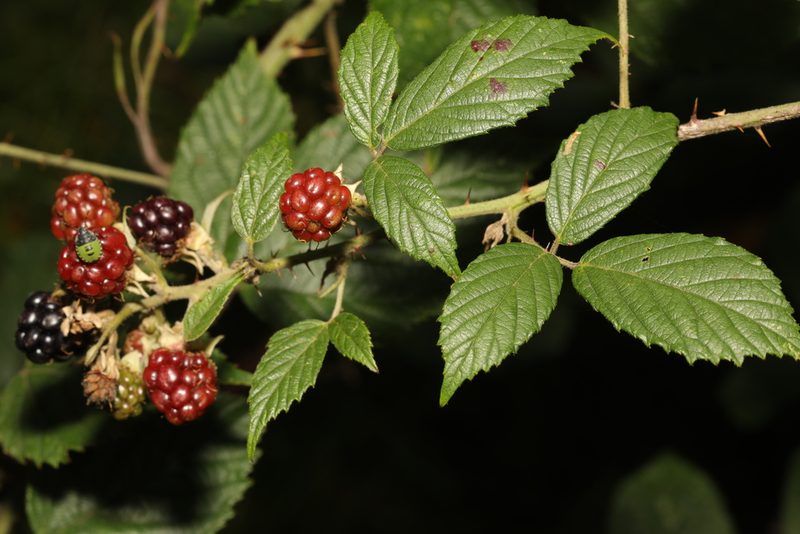 Rubus cissburiensis, photographed by Stephen James McWilliam